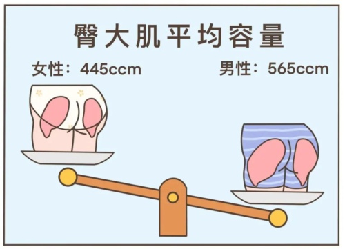 男性臀大肌的平均容量显着高于女性