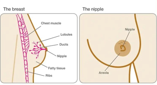 首先我们要先来了解乳房的结构